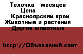 Телочка 5 месяцев › Цена ­ 20 000 - Красноярский край Животные и растения » Другие животные   